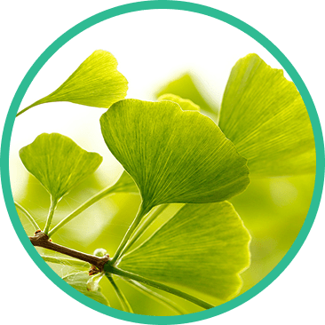 Ginkgo-Blätter-Extrakt