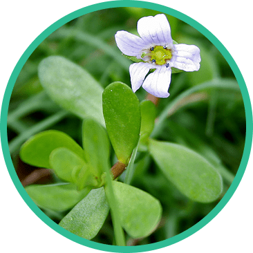 Bacopa-Kraut-Extrakt